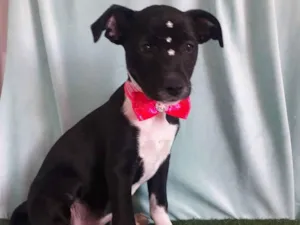 Cachorro ra a Srd idade 2 a 6 meses nome Babi