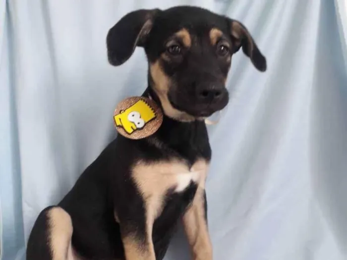 Cachorro ra a Srd idade 7 a 11 meses nome Bart
