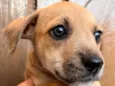 Cachorro raça SRD  idade Abaixo de 2 meses nome Sem Nome