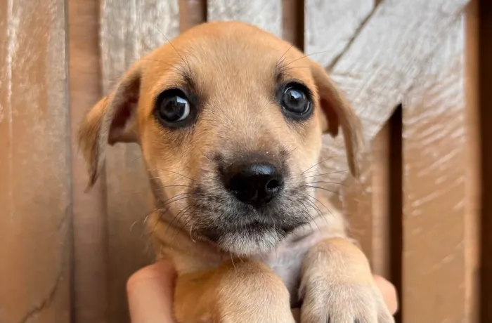 Cachorro raça SRD  idade Abaixo de 2 meses nome Sem Nome