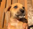 Cachorro raça SRD  idade Abaixo de 2 meses nome Sem Nome