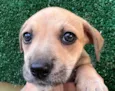 Cachorro raça SRD  idade Abaixo de 2 meses nome Sem Nome
