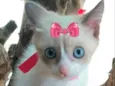 Susi 