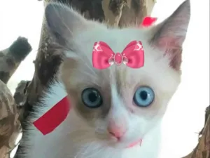 Gato raça Mestiça  idade 2 a 6 meses nome Susi 