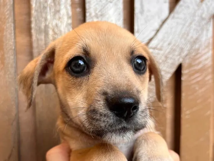 Cachorro raça SRD  idade Abaixo de 2 meses nome Sem Nome