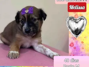 Cachorro raça SRD idade Abaixo de 2 meses nome Melissa