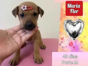 Cachorro raça SRD idade Abaixo de 2 meses nome Maria flor