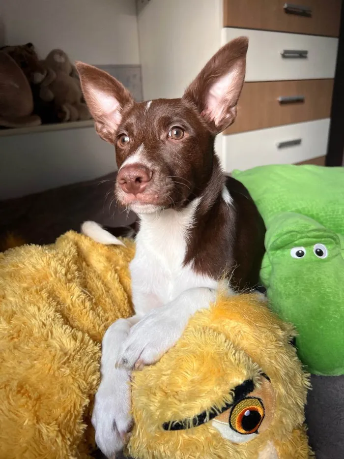 Cachorro raça SRD  idade 2 a 6 meses nome Bee