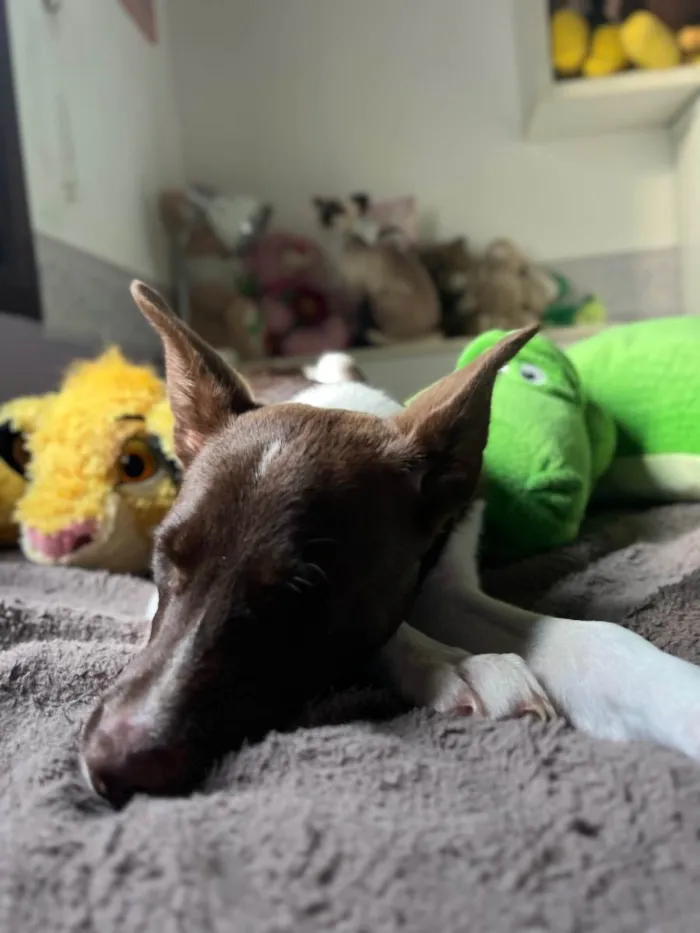 Cachorro raça SRD  idade 2 a 6 meses nome Bee