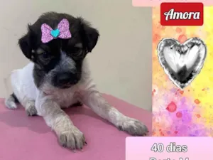 Cachorro raça SRD idade Abaixo de 2 meses nome Amora