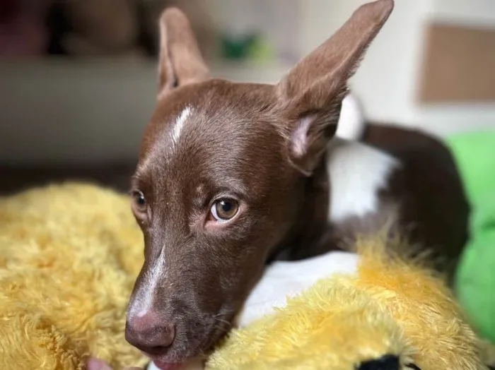 Cachorro raça SRD  idade 2 a 6 meses nome Bee