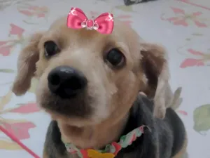 Cachorro raça Mestiça  idade 3 anos nome Júlia 