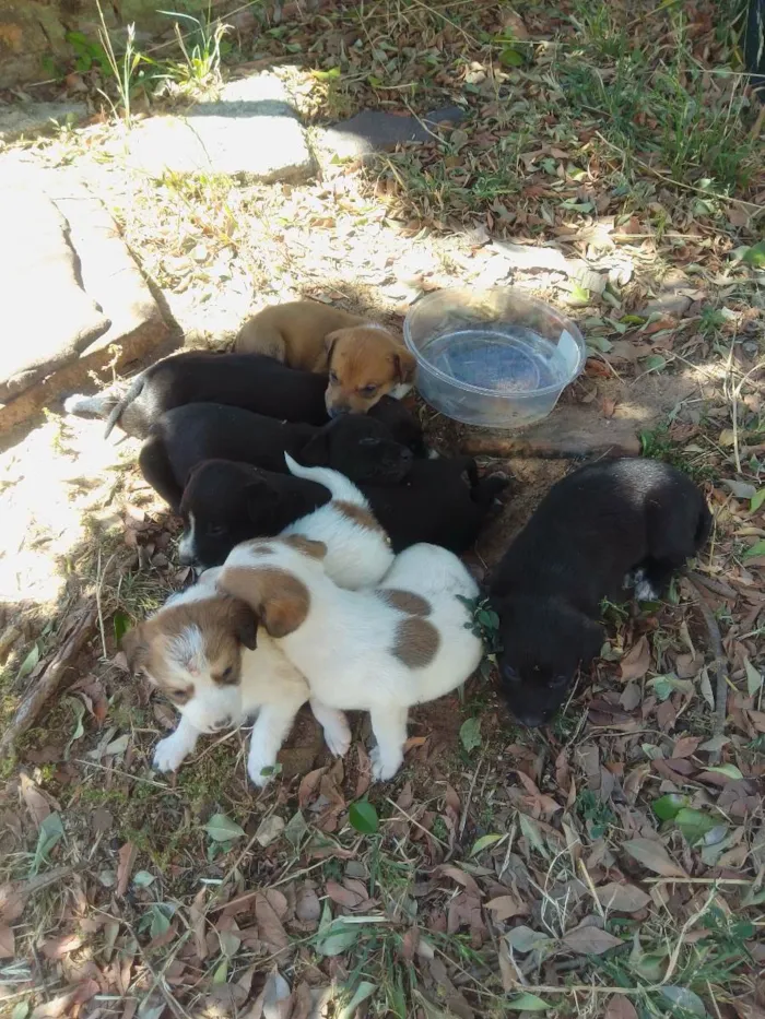 Cachorro ra a  idade Abaixo de 2 meses nome Bob