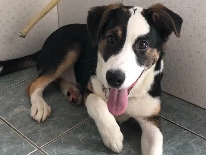 Cachorro raça SDR idade 2 a 6 meses nome Bucky