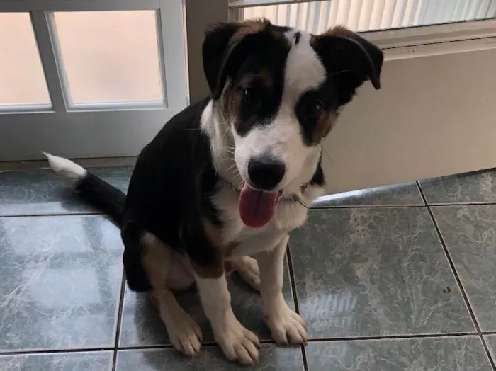 Cachorro raça SDR idade 2 a 6 meses nome Bucky