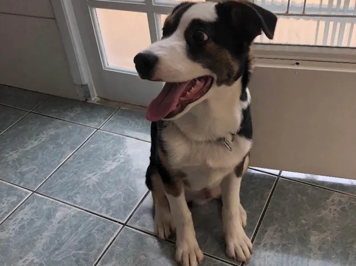 Cachorro raça SDR idade 2 a 6 meses nome Bucky