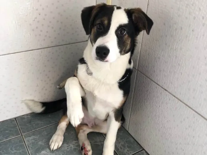 Cachorro raça SDR idade 2 a 6 meses nome Bucky