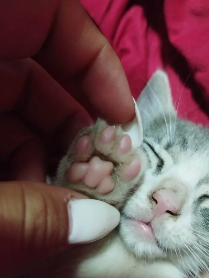 Gato ra a Não sei  idade 2 a 6 meses nome Lili e lolo 