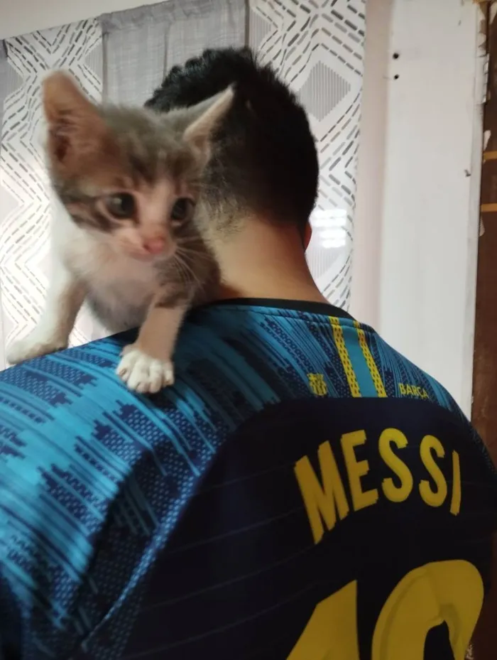 Gato ra a Não sei  idade 2 a 6 meses nome Lili e lolo 