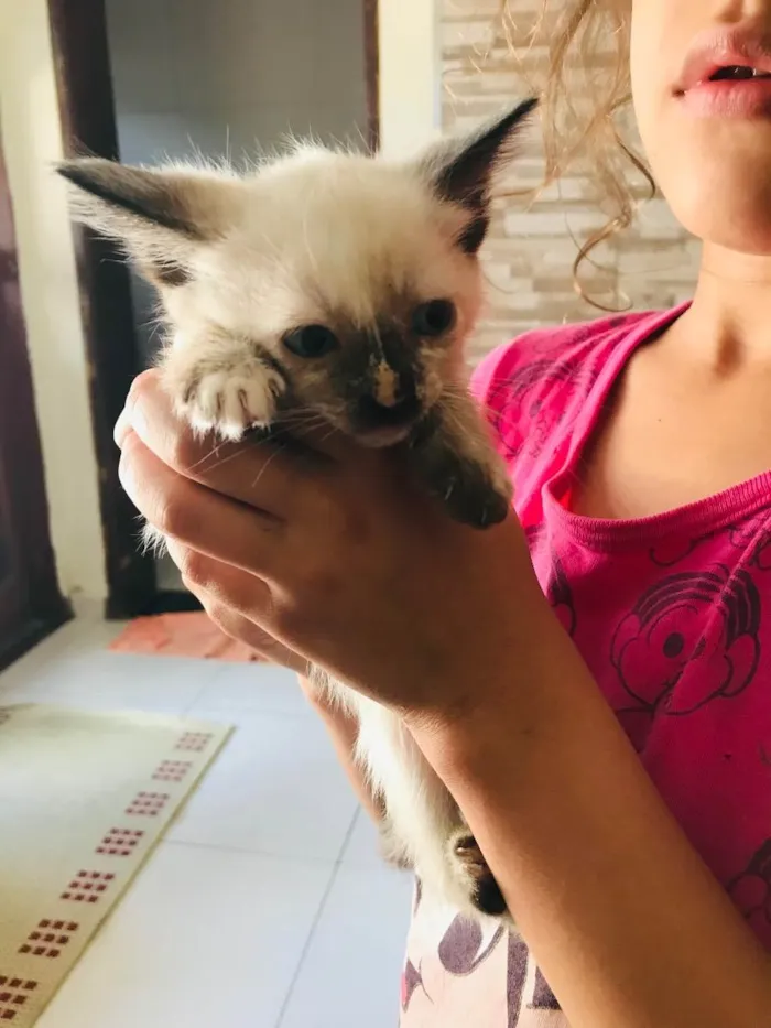 Gato ra a SR  idade 2 a 6 meses nome Gatinhos carinhosos