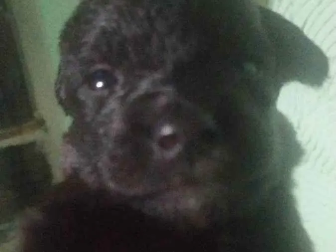 Cachorro ra a Vira Lata idade Abaixo de 2 meses nome 2 femeas e 3 machos