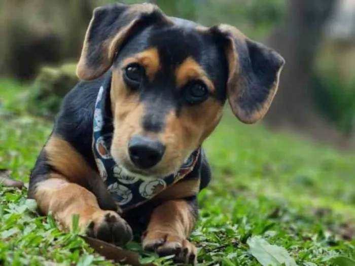 Cachorro ra a Srd idade 7 a 11 meses nome PINOT