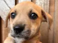 Cachorro raça SRD  idade Abaixo de 2 meses nome Sem Nome