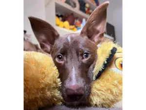 Cachorro raça SRD  idade 2 a 6 meses nome Bee