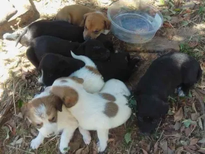 Cachorro raça  idade Abaixo de 2 meses nome Bob