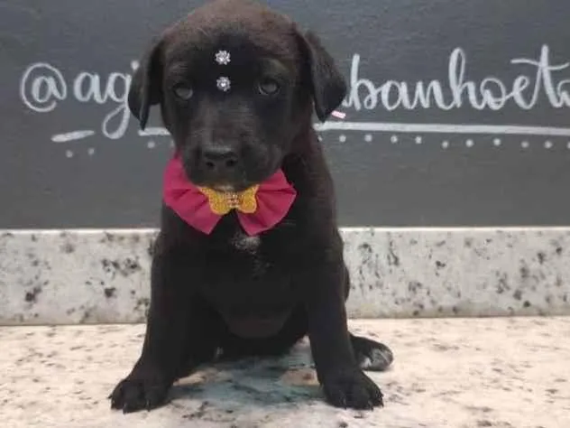 Cachorro ra a  idade Abaixo de 2 meses nome Sem nome