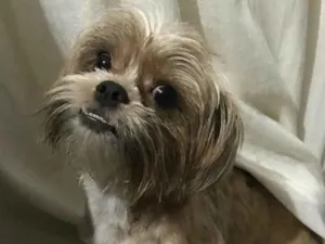 Cachorro raça shih tzu com yorkshire  idade 1 ano nome theodoro