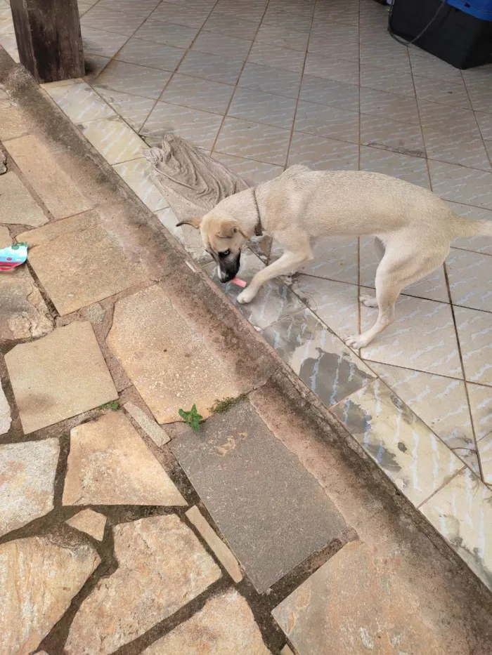 Cachorro ra a SRD idade 1 ano nome Mayse