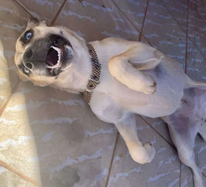 Cachorro ra a SRD idade 1 ano nome Mayse