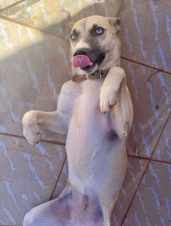 Cachorro ra a SRD idade 1 ano nome Mayse