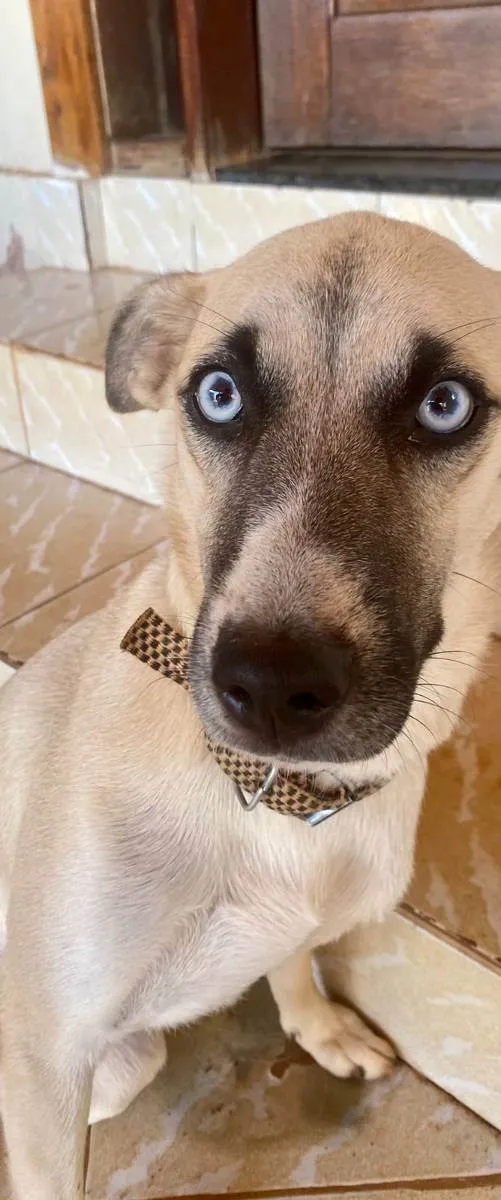 Cachorro ra a SRD idade 1 ano nome Mayse