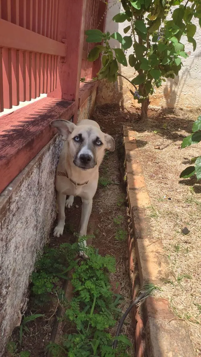 Cachorro ra a SRD idade 1 ano nome Mayse