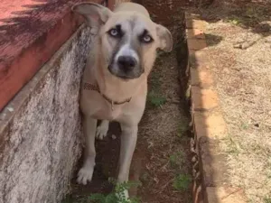 Cachorro raça SRD idade 1 ano nome Mayse