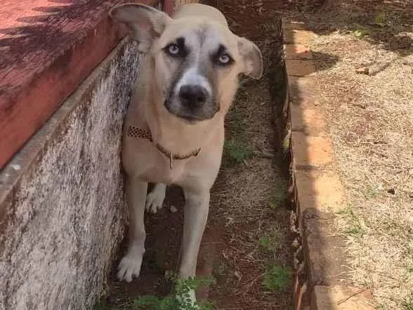 Cachorro ra a SRD idade 1 ano nome Mayse