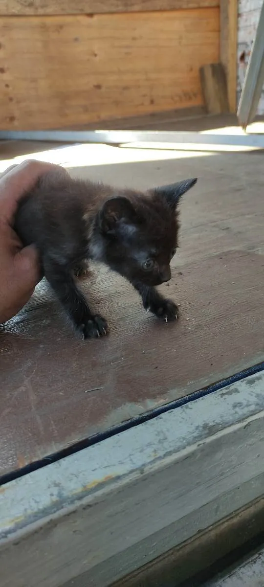 Gato ra a  idade  nome Não tem nomes ainda 
