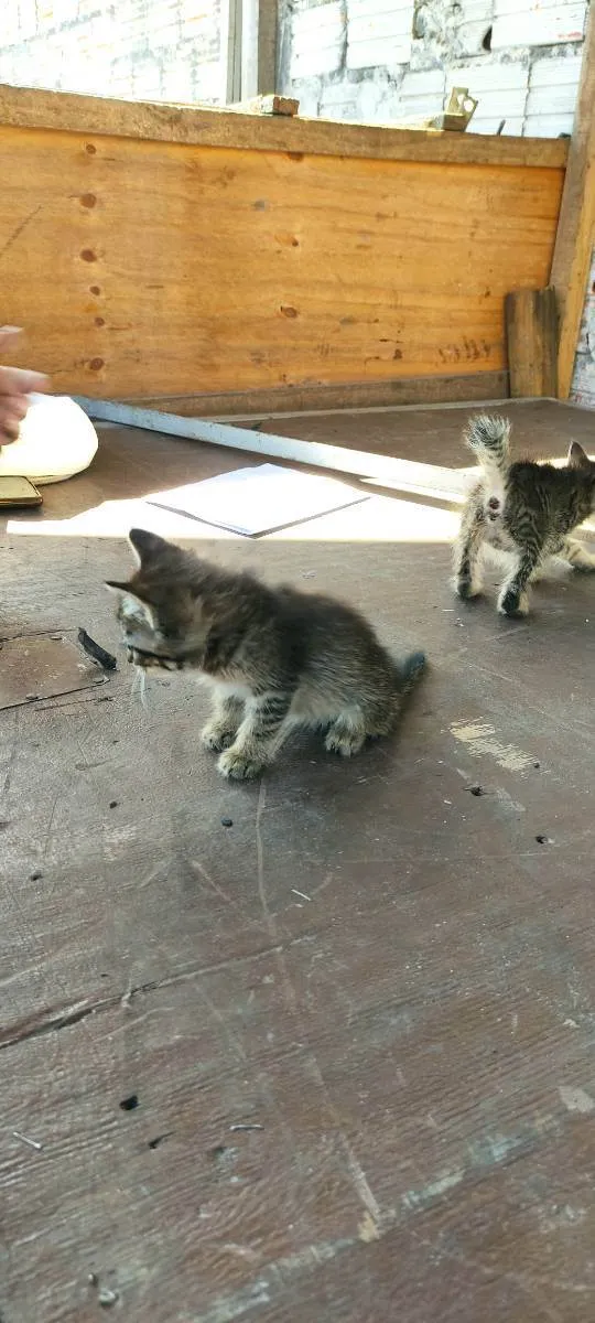 Gato ra a  idade  nome Não tem nomes ainda 
