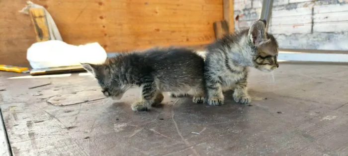 Gato ra a  idade  nome Não tem nomes ainda 