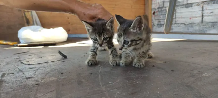 Gato ra a  idade  nome Não tem nomes ainda 