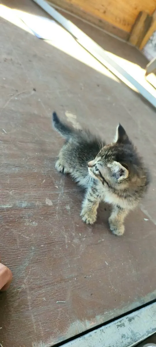 Gato ra a  idade  nome Não tem nomes ainda 