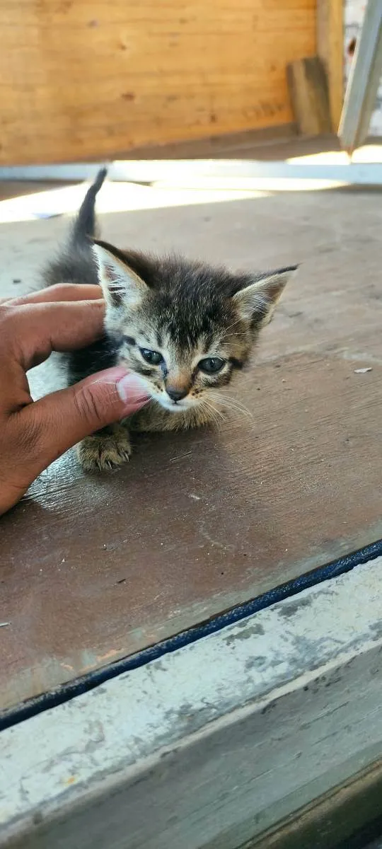 Gato ra a  idade  nome Não tem nomes ainda 