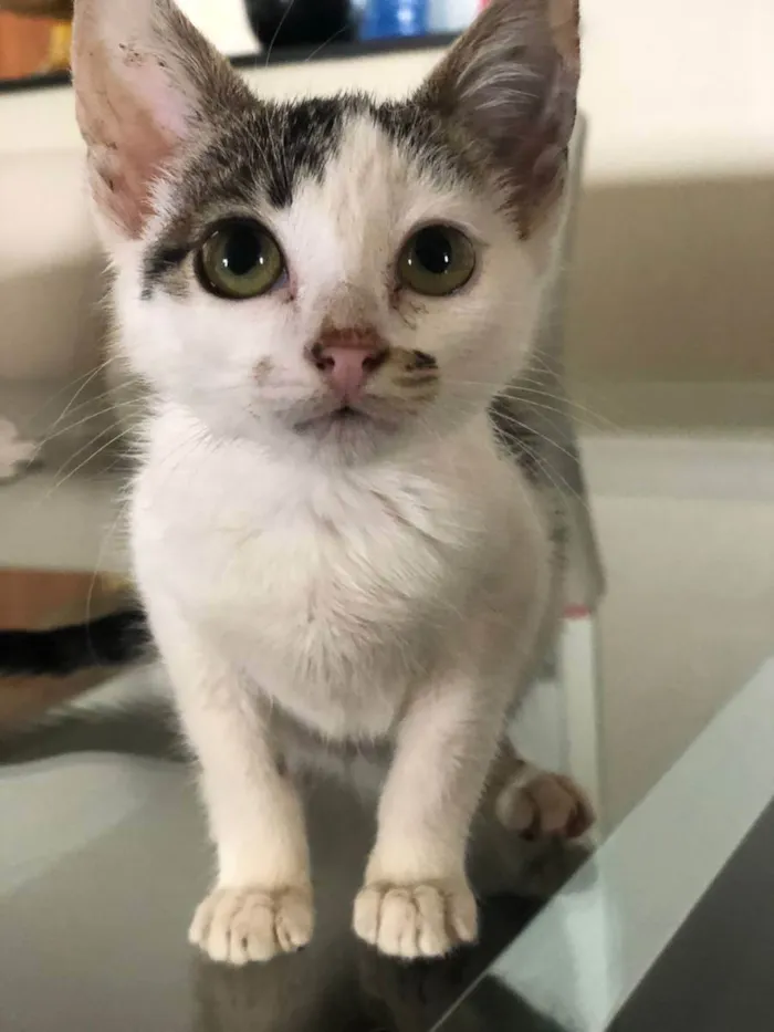 Gato ra a SRD idade 2 a 6 meses nome Gatinha