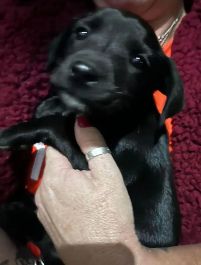 Cachorro raça Vira Lata idade Abaixo de 2 meses nome Filhote