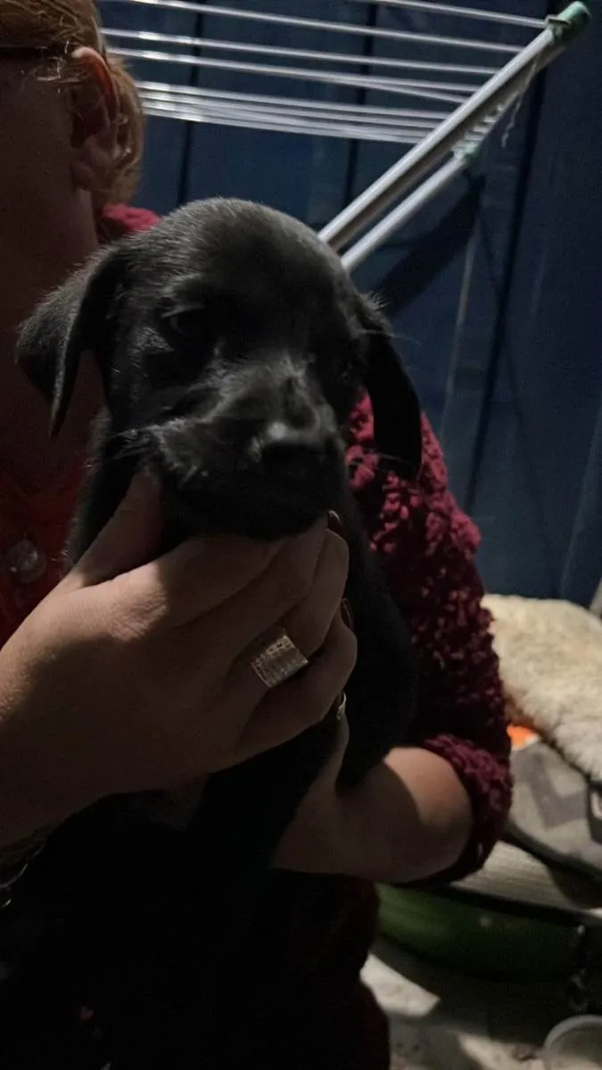 Cachorro raça Vira Lata idade Abaixo de 2 meses nome Filhote