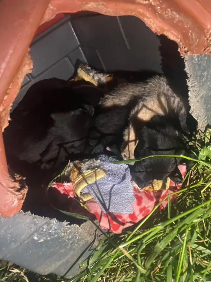 Cachorro raça Vira Lata idade Abaixo de 2 meses nome Filhote