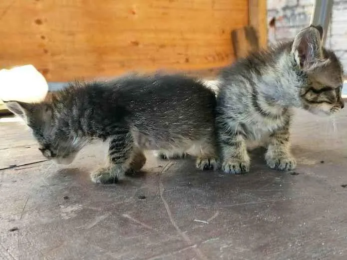 Gato ra a  idade  nome Não tem nomes ainda 