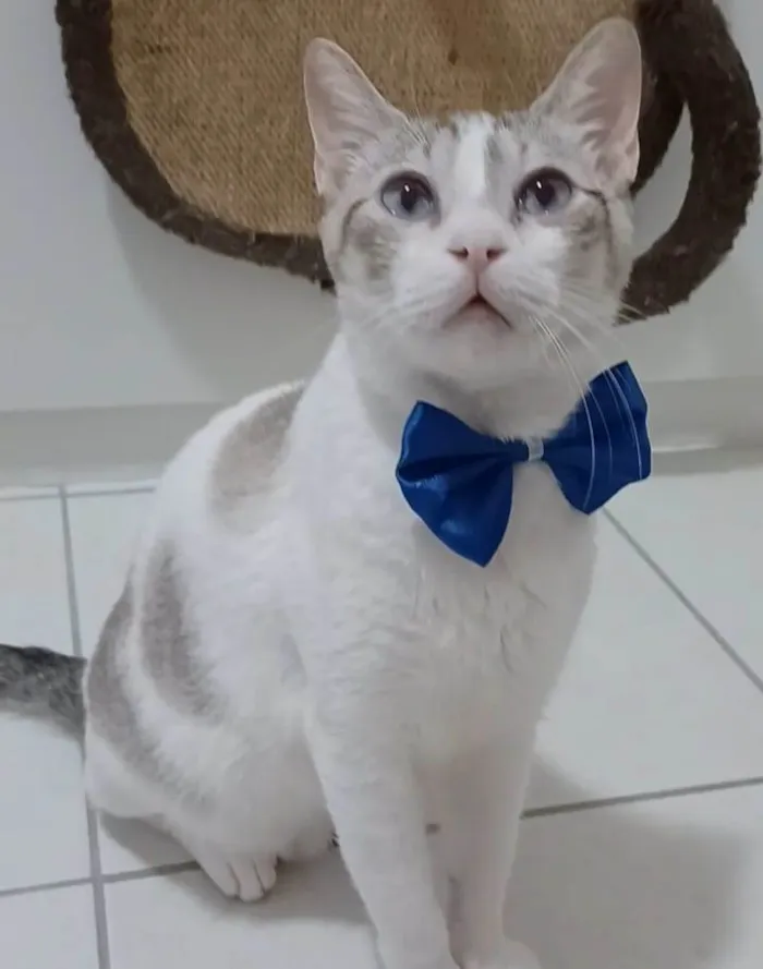 Gato ra a Srd idade 2 anos nome Snow